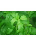 Edulcorante Natural Stevia